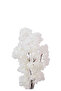 Round plastic pot rose tree - 2