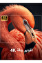 جهاز عرض عالي الدقة بالكامل 1080 بكسل، واي فاي وبلوتوث، يدعم 4K، HDMI/USB، مسرح منزلي، متوافق مع الأماكن الخارجية - 4