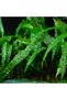Cryptocoryne Balansae Canlı Bitki - 2