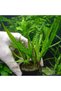 Cryptocoryne Balansae Canlı Bitki