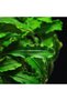 Bucephalandra Bukit Kelam In Vitro Canlı Bitki