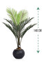 Areca tree (7 branches) in a round plastic container