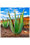 Nature Min (180 TABLET)- 073 - 3