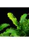 Bucephalandra Bukit Kelam In Vitro Canlı Bitki - 2