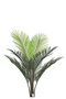 Areca tree (7 branches) in a round plastic container - 2