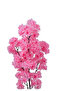 Round plastic pot rose tree - 2