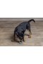 Puppy Toy, Teeth Scratching, Rubber, Green, 9.5X5.5X2Cm - 3