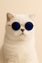 Dog Glasses – Cat Glasses Round Model Pet Accessory - 2