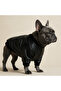 Leather Jacket & Coat for Small and Medium Breed Dogs - 2