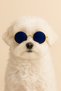 Dog Glasses – Cat Glasses Round Model Pet Accessory
