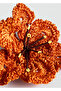 Orange Women's Other Accessories 77050629 - 6
