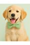 Peanut Green Dog Bow Tie (3 Size) - Bow Tie Only Not Included the Leash - 2
