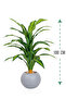 Green corn tree in a circular plastic container