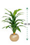 Green corn tree in a circular plastic container