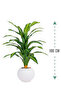 Green corn tree in a circular plastic container