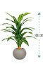 Green corn tree in a circular plastic container