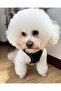 SOLMOONY Dog Harness Small Medium Large Dogs No Pull, Puppy Harness & Leash Set - 2