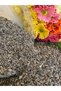 ® Bird Feeding Sunflower Seeds - 2 Kg Bucket | Protein-Rich Nutrition for Healthy Birds - 2