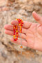 Tiny Yellow Red Alpaca Tasseled Sphere Cut Powder Amber Prayer Beads 201024094 - 2