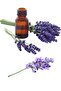 Lavender Essential Oil 10 ml 100% Pure and Natural (Lavender Essential Oil) - 4