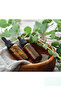 Eucalyptus Oil 10 Ml, Undiluted 100% Pure and Natural Eucalyptus Oil Without Additives - 4