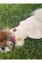 Dog Dress Cat Dress Outfit Muslin Fabric Cream Color - 3