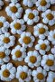 Hand Knitted Daisy Motif Is the Price for 5 Pieces - 4