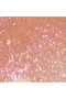 Pro Vegan Collagen Peptide High Shine Lip Gloss - 4