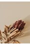 هاريكابيريف |   مجموعة زهور البروتيا الجافة | زجاج مؤطر | طاولة زجاجية مقوية بإطار واحد عمودي - 2