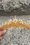 Alyce Gold Bridal Henna Crown Special Occasion Accessory Women's Crown Hair Accessory – Crown, Crystal Stone, Stylish Model