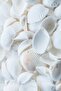 هاريكابيريف | مجموعة أصداف البحر الناعمة من دالي (SEASHELL) | طاولة زجاجية بإطار 2 عمودية - 3