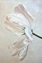 Amazing | Cream Botanical Vintage Flower Combination | Framed Glass Table 2 Pieces Vertical - 2