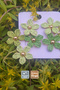 🌅 Summer Joy Straw Weave Stainless Steel Earrings - 5