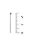Bulk Needle Silver Gray Color 50 Pieces 2.5cm - Scarf and Shawl Needle - Women's Hijab Accessory Multi-Purpose - 4