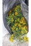 Homemade St. John's Wort Oil - 3
