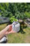Pinterest Waterway Elti Vase - 4