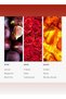 Black Velvet Fragrance Oil for Essential Oil Diffusers - Blonde Woods, Rose, & Black Fig - 200 mL - 5