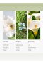 Dream On Fragrance Diffuser Oil - White Tea, Aloe Vera, & Lily - 200 mL, 6.7 fl oz - 4