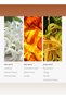 Sweet Caroline Fragrance Diffuser Oil - Valencia Zest, Black Clove, & Santal - 50 mL, 1.7 fl oz - 3