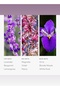 Capricorn Pro-Pod Oil for Luxury Oil Diffusers - Lavender, Magnolia, & Orris - 50 mL, 1.7 fl oz - 4