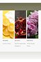 Sweetest Taboo Fragrance Diffuser Oil - Peony, Vanilla, & Amber - 50 mL, 1.7 fl oz - 4