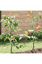 20 pcs Spiral Plant Supports 110 cm Galvanised Steel - 3