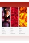 Black Velvet Fragrance Oil for Essential Oil Diffusers - Blonde Woods, Rose, & Black Fig - 50 mL - 4