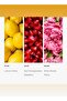 Sweetest Taboo Fragrance Oil - for Essential Oil Diffusers - Peony, Vanilla, & Amber - 50 mL - 2