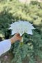 White Pearl –White Gala-Tulip Arrangement with Pearl Detail Bridal Bouquet & Artificial Flower Bouquet for Promise-Engagement - 2