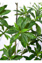 Artificial Green Plants for Home Decoration, Pieris Ovata - 5