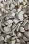 316 L Snake Steel Unisex Bracelet, Does Not Tarnish, Does Not Fade 3 mm - 2