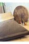 Matte Velvet Sofa and Chair Cover with Zipper 40X40 (Case Only) - 3