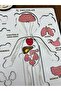 Montessori Wooden Internal Organs Find-And-Plug Educational Set Male - 2