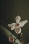 Amazing | Soft Flower Combination (Macro Boho) | Framed Glass Table 3 Pieces Vertical - 4
